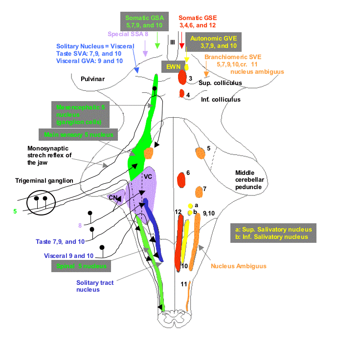 vestibulocochlear reflex cranial nerves nuclei vestibulocochlear reflex cranial nerves nuclei