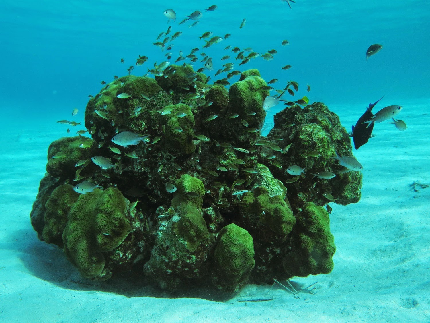 Rambling Jill Patch reefs