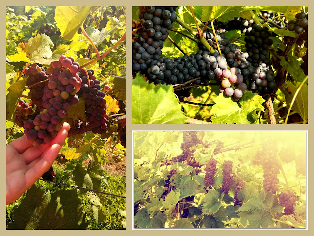 Ryder Family Vineyard