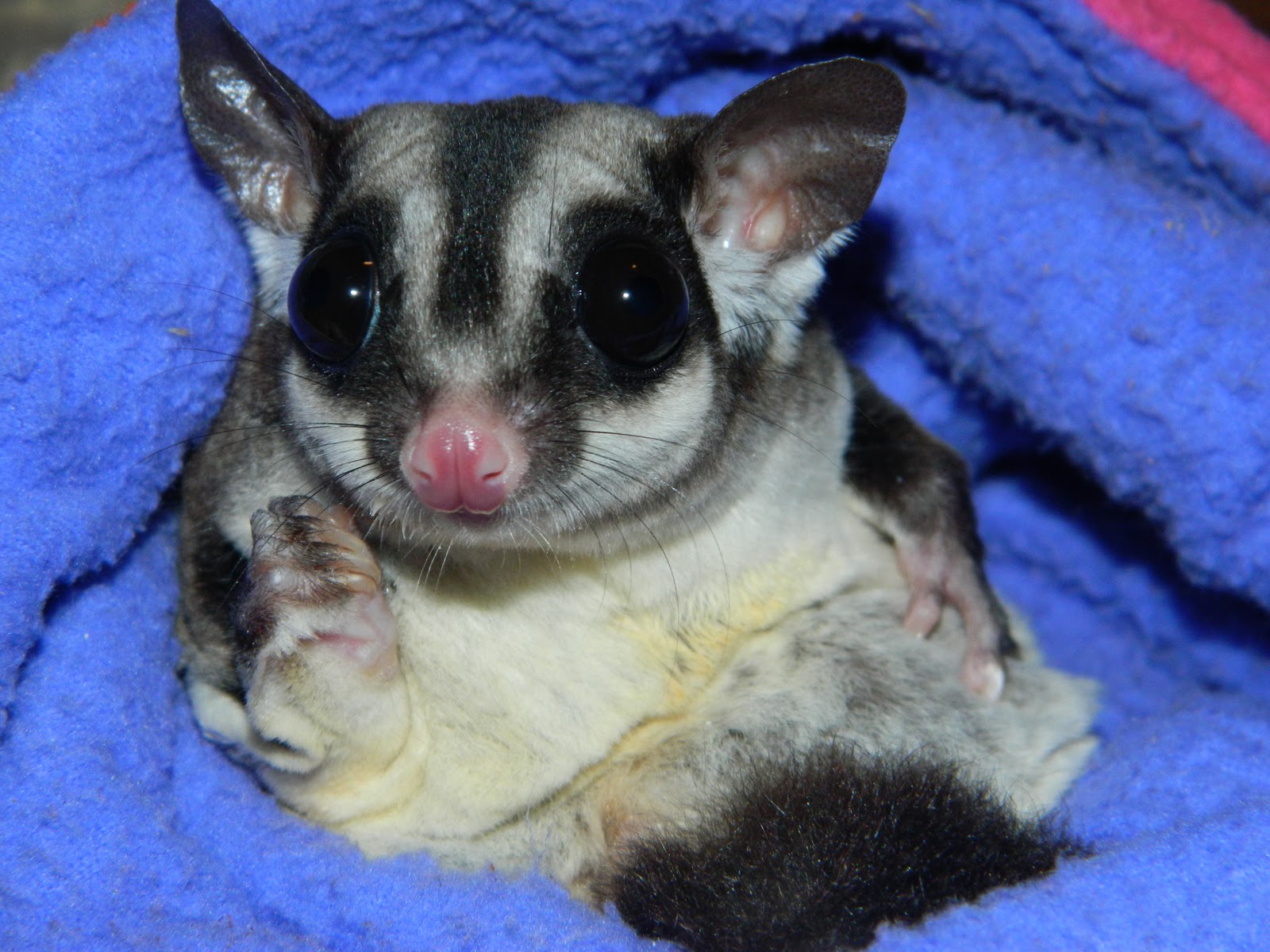 standard grey sugar glider