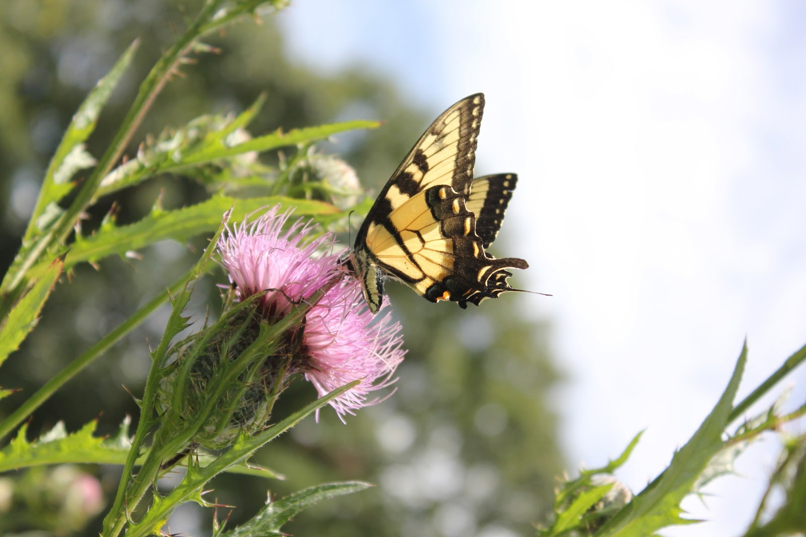 Where's Trevor Blue Ridge Butterflies Western North Carolina