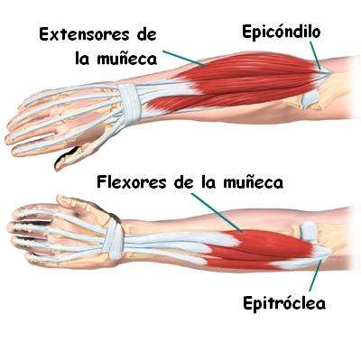 FLEXORES MUNECA flexores muneca: