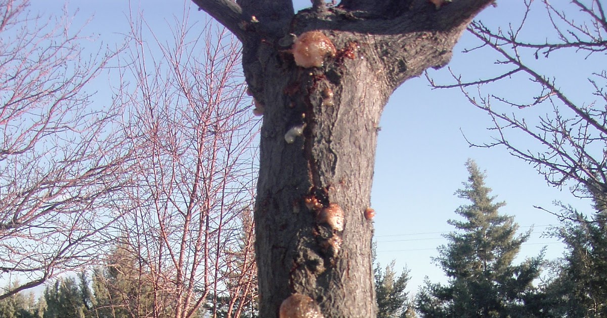 Xtremehorticulture of the Desert Sap Oozing from Plum Tree Trunk