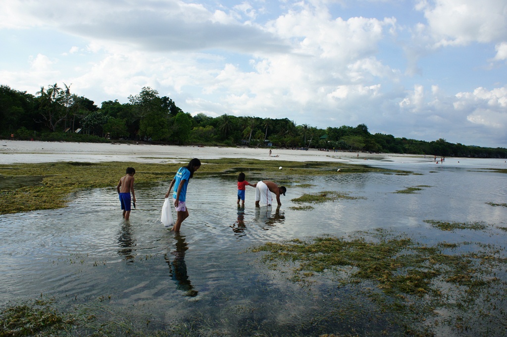 OUR PHILIPPINE TREES The Libaong Beach Low Tide