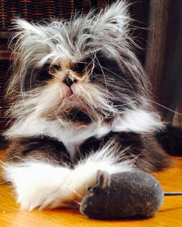 Мохнатый кот Атчум Мохнатый кот Атчум