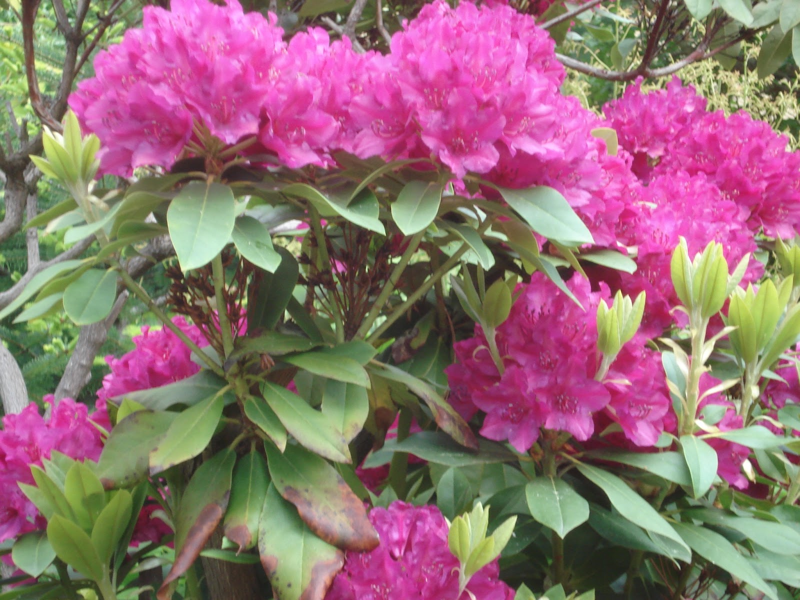 Jahrgang 1953 Rhododendron, eine vergängliche Pracht!