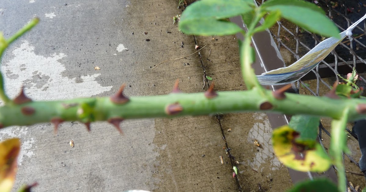 AP Biology Summer Assignment Modified Stem of a Plant