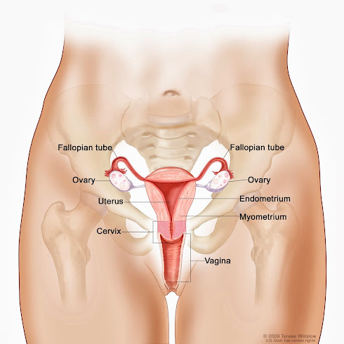 THE FEMALE REPRODUCTIVE SYSTEM