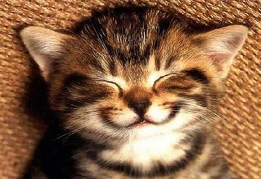  ابتسامات Smiling+kitten