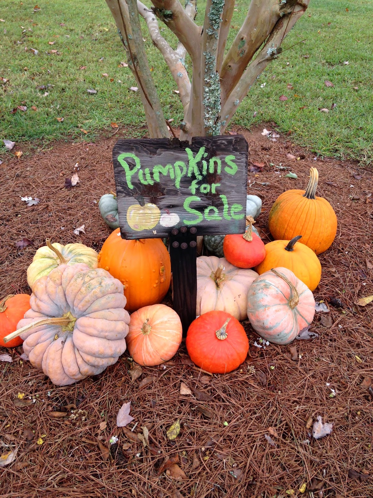 Little Things By Anna Pumpkin Patching...