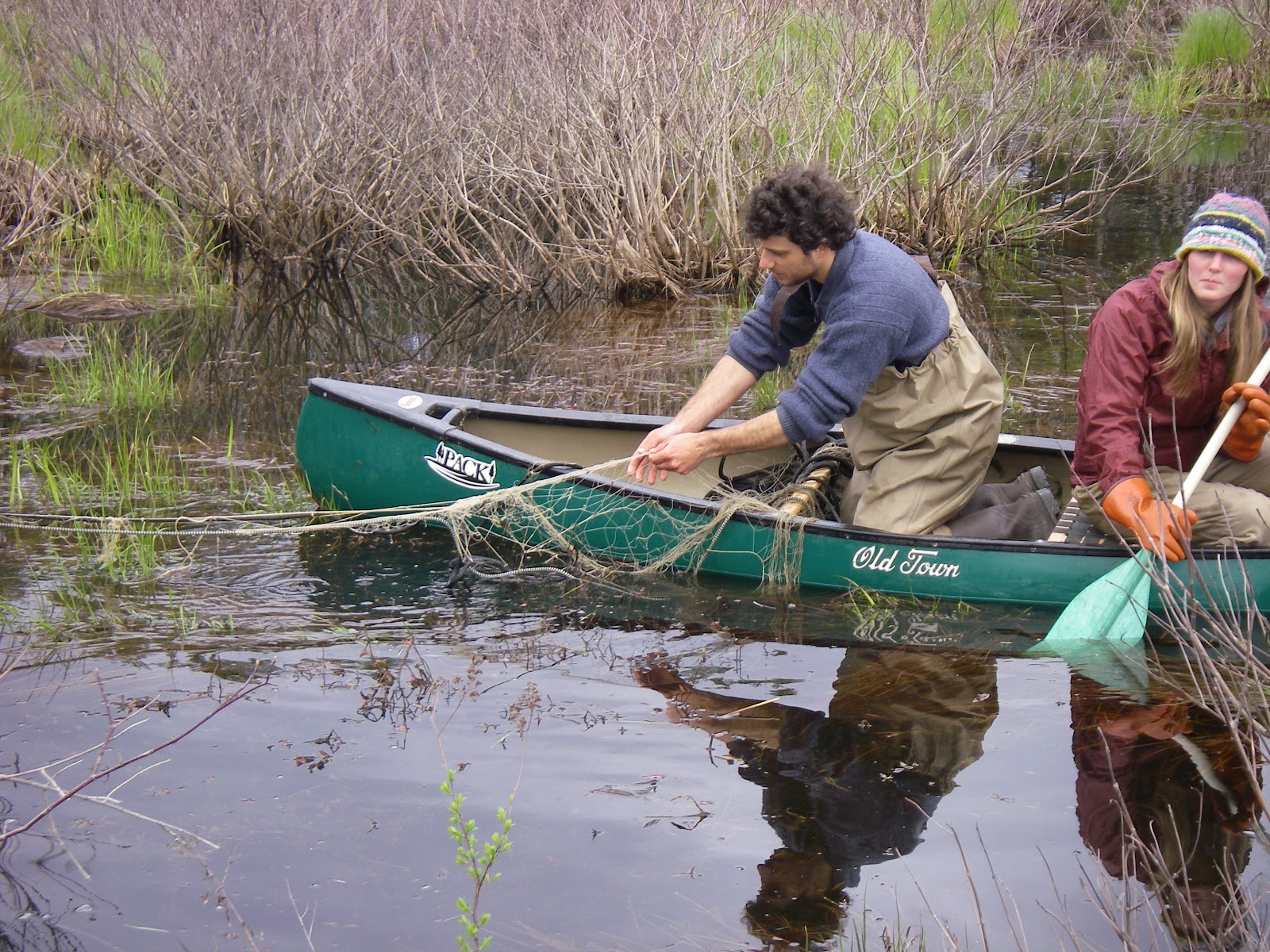Wildlife Monitor CT DEEP Fisheries Northern Pike Management