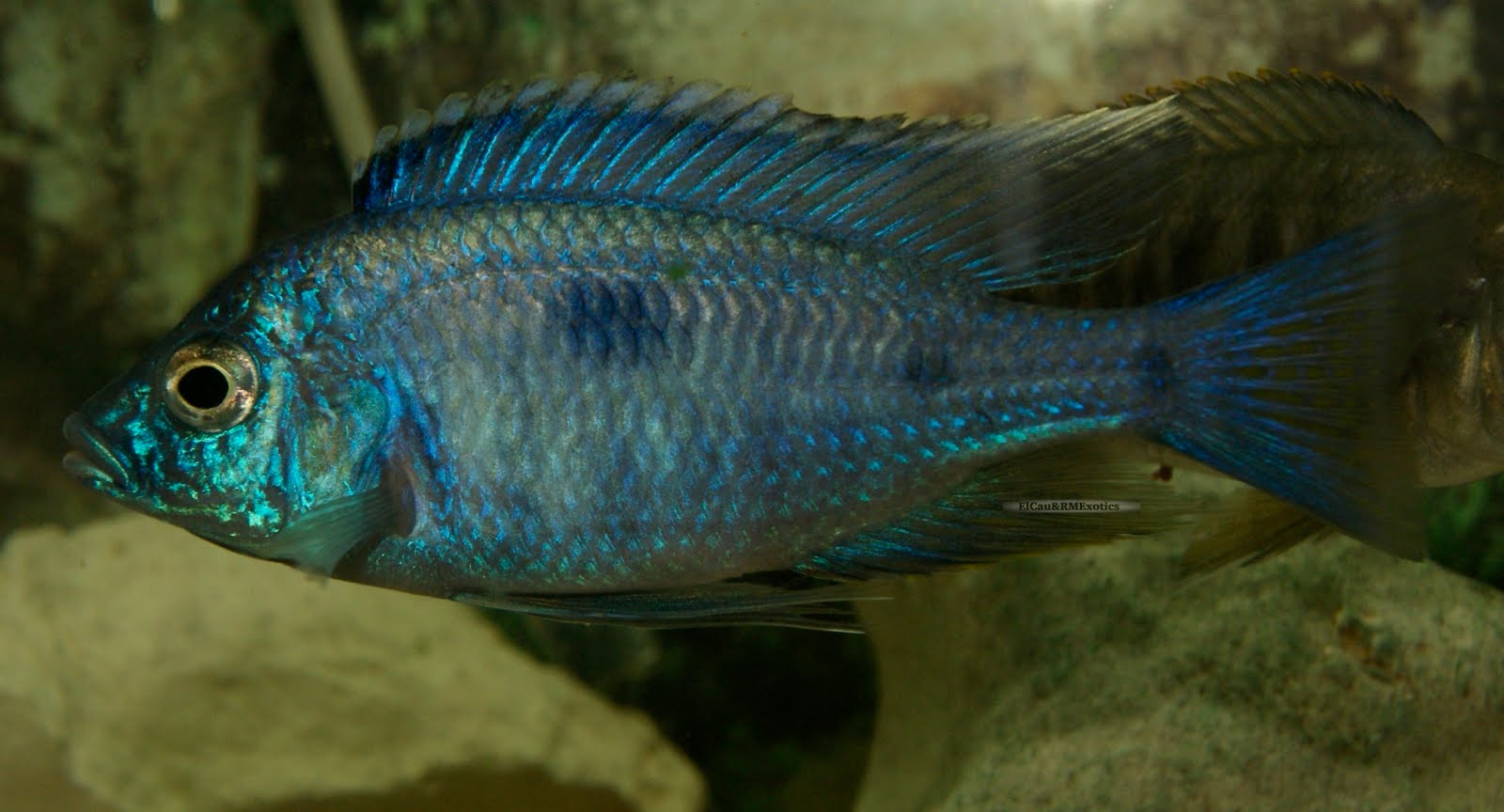 Copadichromis Azureus