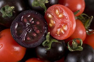 وائد الطماطم للجسم (البندورة) - فوائد عصير الطماطم - ما فائدة الطماطم Purpule+tomatoes