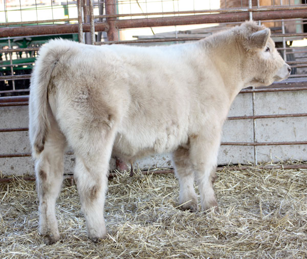 Schroeder Show Steers (Taylor, Texas) The most respected slick shear