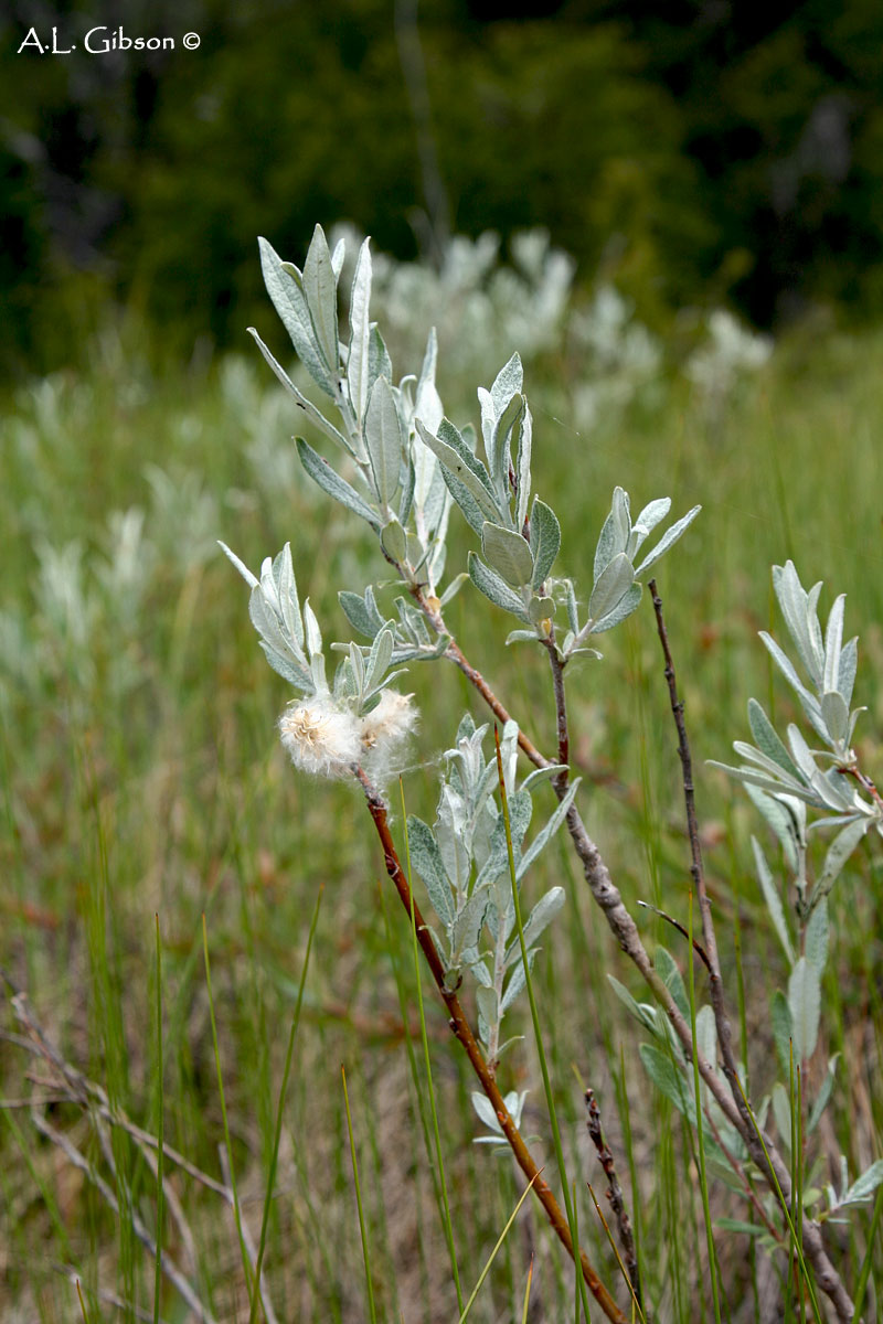 The Buckeye Botanist Shoreline Fens of the Bruce Peninsula