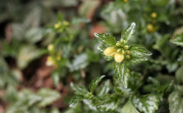 Yellow Archangel Flowers Pictures