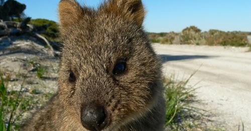 Quokka | Animals Backgrounds