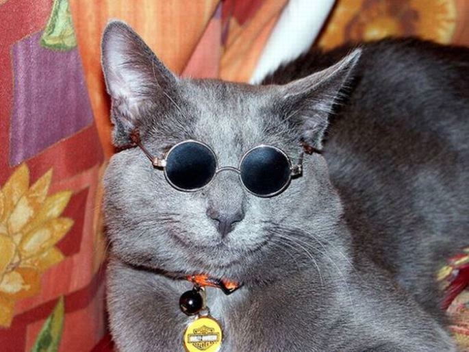 PhotoFunMasti Funny Photos of Animals Wearing Glasses [15 pics]