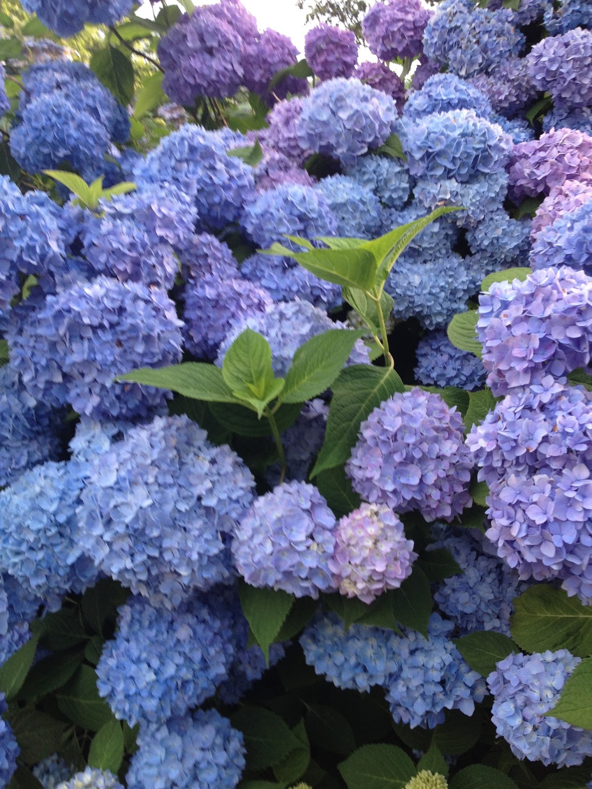 Three Dogs In A Garden Hydrangeas Care Basics Old New Varieties