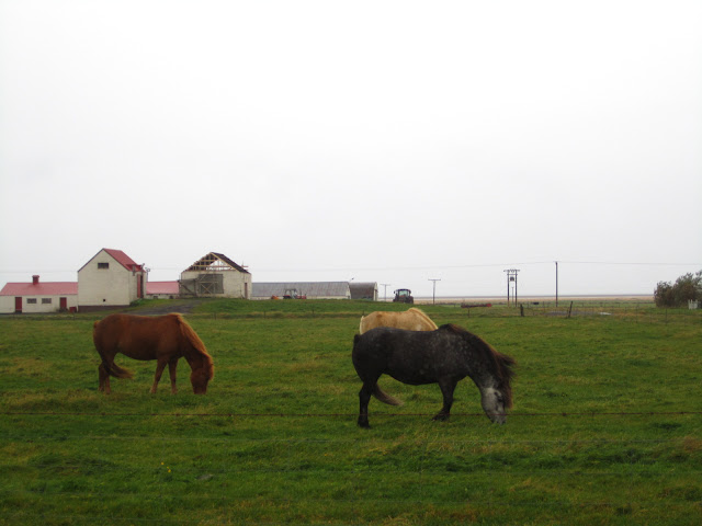 Icelandic horses in a field. Icelandic horses in a field.