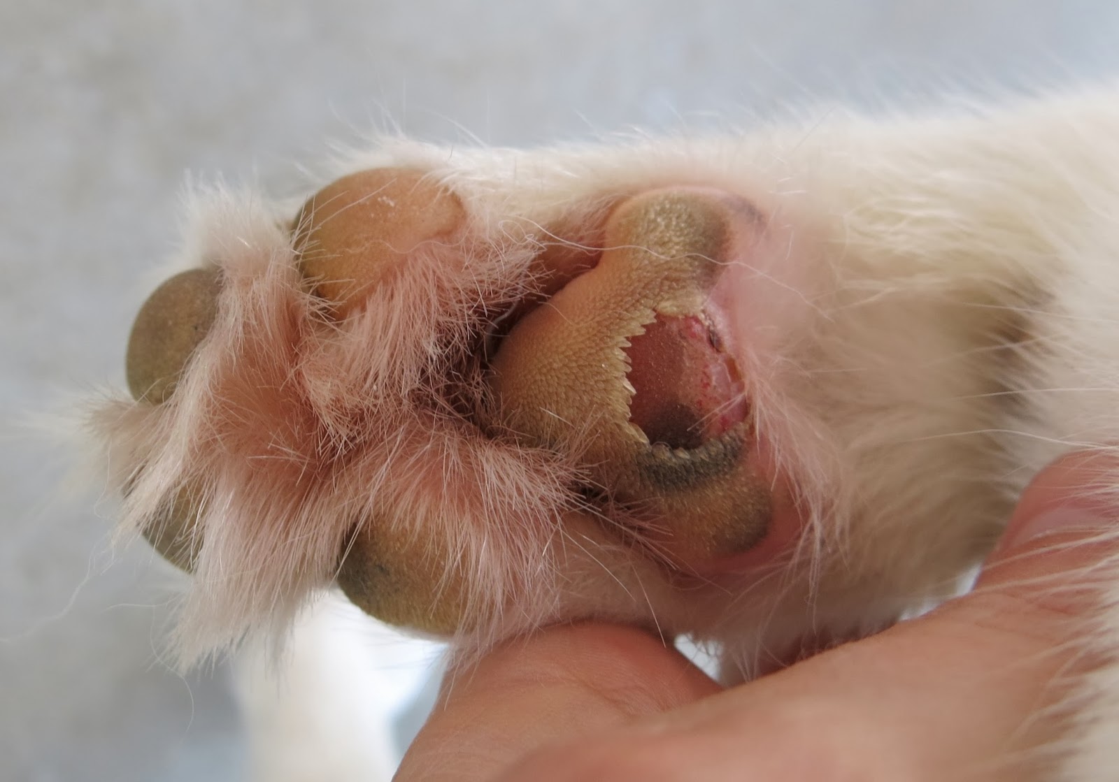 The Super Awesome Blog of Dogventuring Peeling Paws