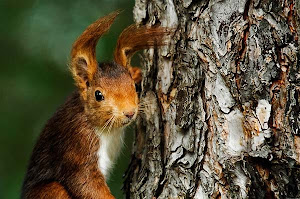 Bosques templados