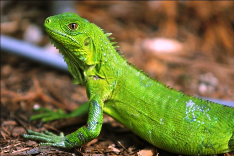 IGUANAS EN CAUTIVERIO iguanas en cautiverio: