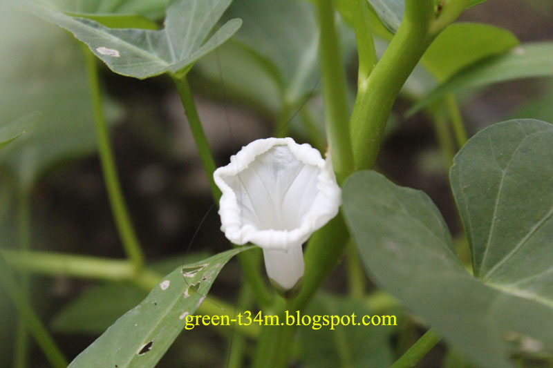 The Green Team Indonesia My Great Discovery of KANGKONG