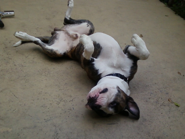Pitbull+italian+greyhound+mix