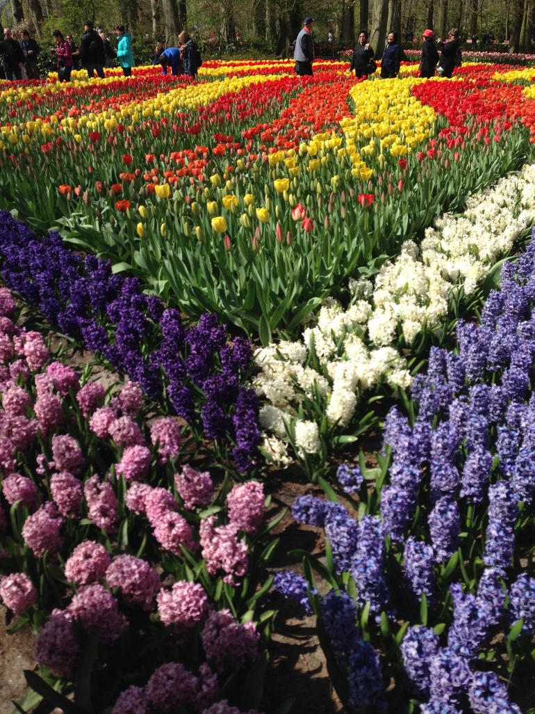 Mystique Earth The Largest Tulip Garden in the world the Keukenhof