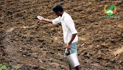 Seed broadcasting by farmer Seed broadcasting by farmer