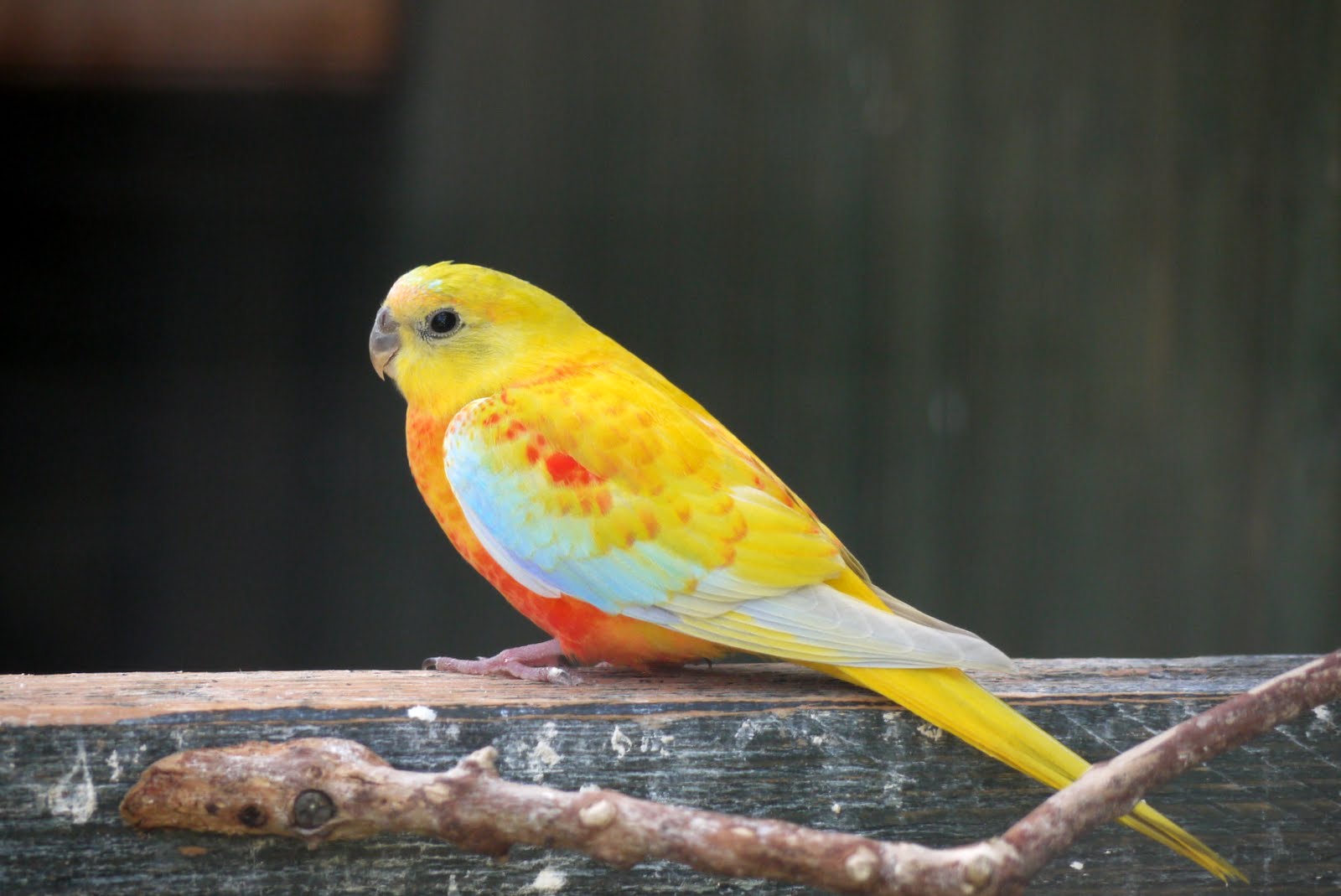 Grassparakeet photo blog 'red' turquoisine