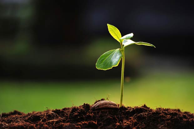 Pianta-un-albero.jpg (620×412)
