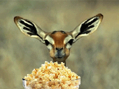  Administration/Technology Team Quit Cobra's Website Deer+popcorn