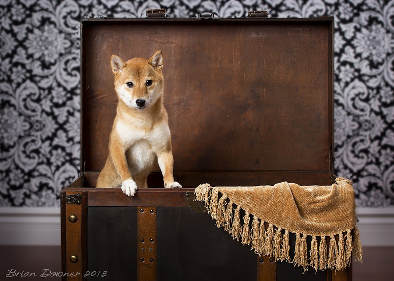 IMAGE: http://4.bp.blogspot.com/-PhZNrjOjiXg/UPTdLplbPaI/AAAAAAAAAQk/_q90P2CJ624/s800/DZ7A0461.jpg