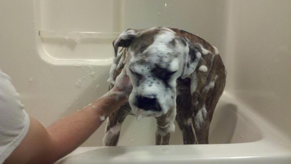 ramblingstump Country Living & DeSkunking a Dog