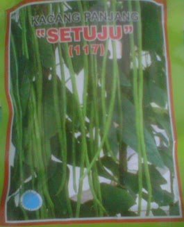 kacang panjang setuju 117 bibit unggul kacang panjang setuju 117 bibit unggul