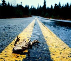 dead-frog-at-road.jpg