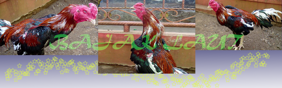 Datang Di Rooster Blog, Tempat Koleksi dan Penjualan Ayam Bangkok