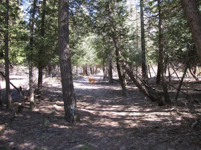 dog on trail with cedars