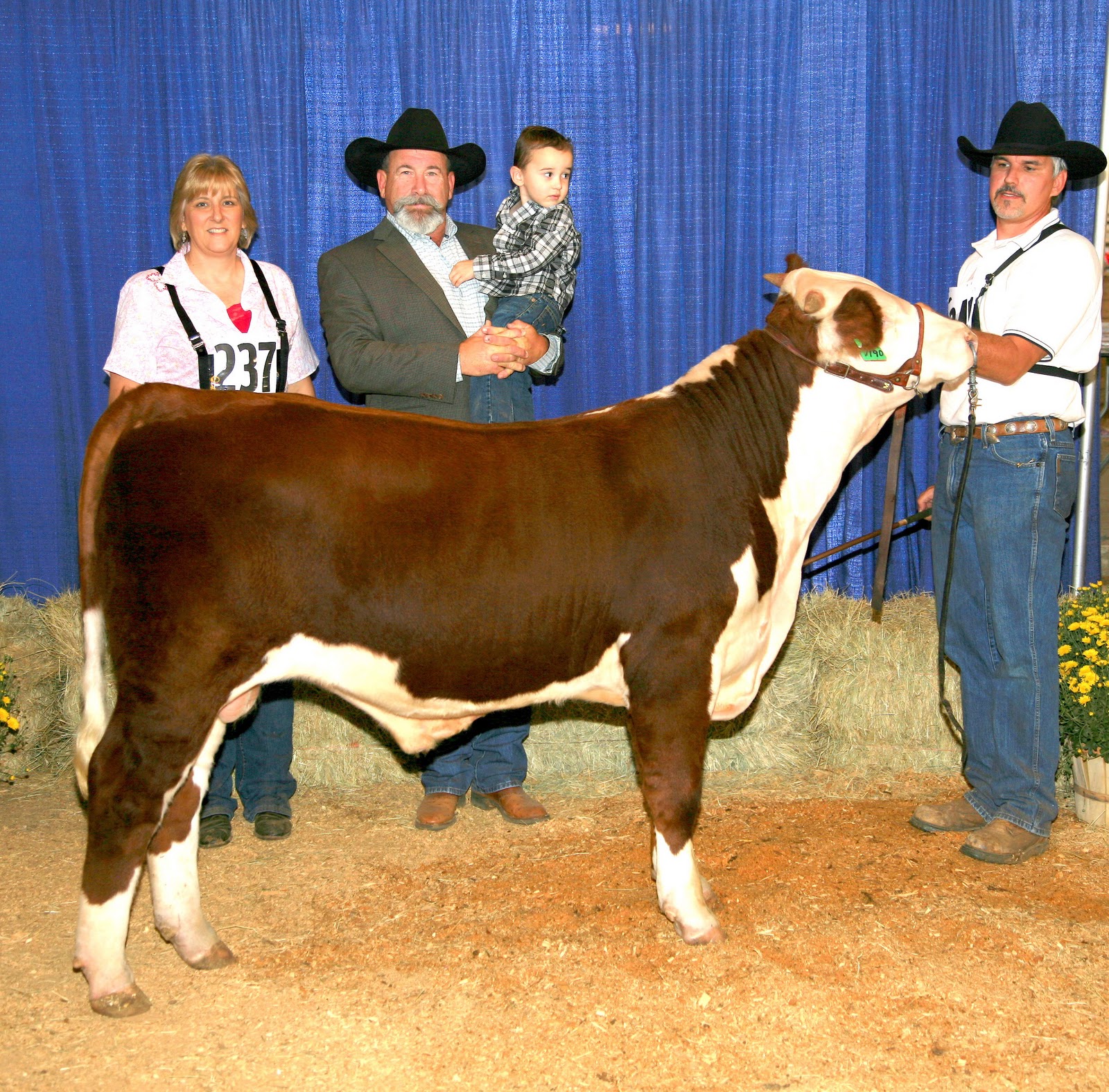 W5 Herefords Bull Lots for Northeast Texas Hereford Association Sale