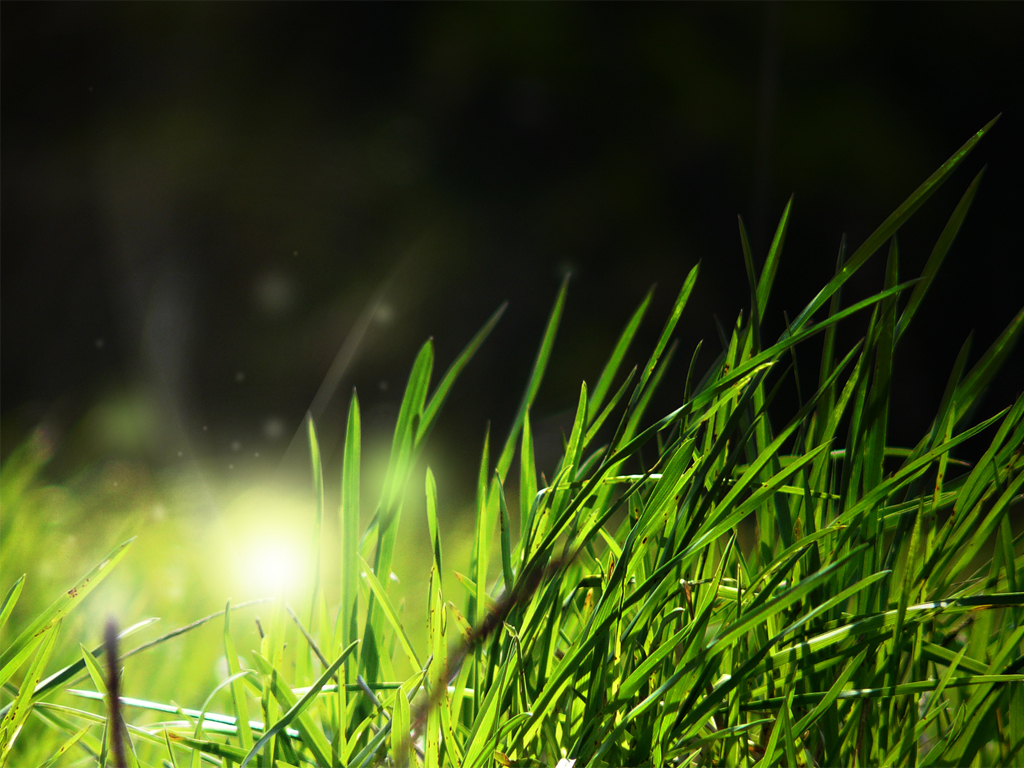 http://4.bp.blogspot.com/-Pi1rPQJI1HE/TeohJ3dNYoI/AAAAAAAAAQU/B8K5Ii3gAkM/s1600/hd_nature_wallpaper_gras_hd_wallpaper_nature.jpg
