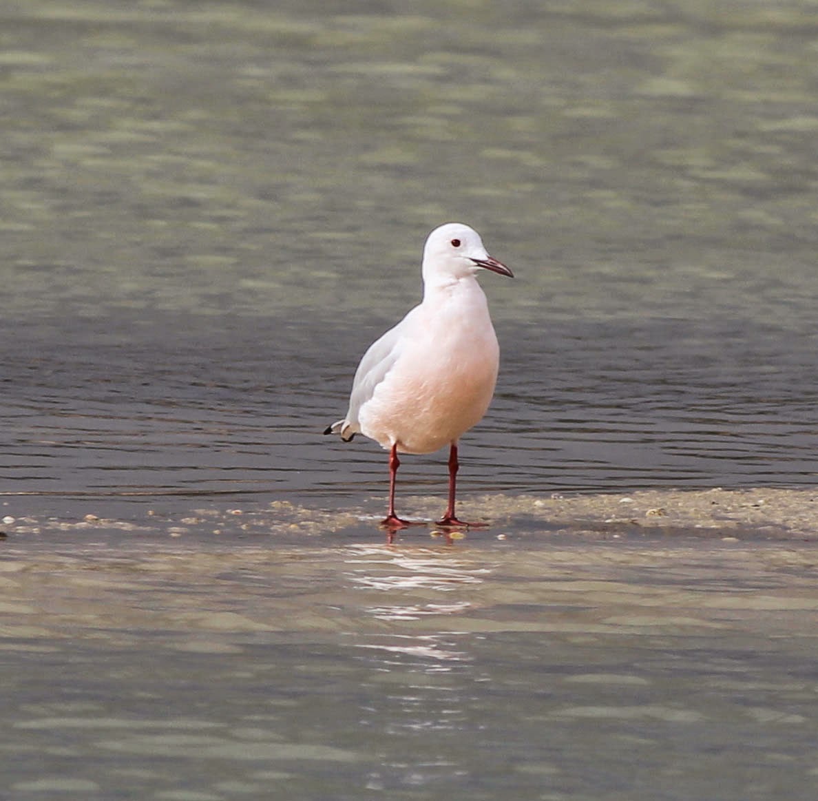 Slender Billed Gull, breeding plumage, rosy, Spain, timbobagginsabroad, spain, 2015
