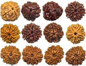 Picture of Rudraksha beads and its Importance