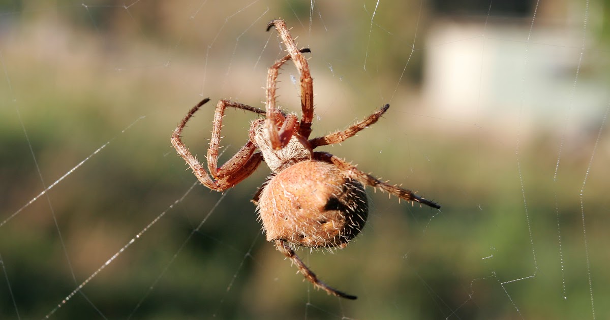 orb weaver spider