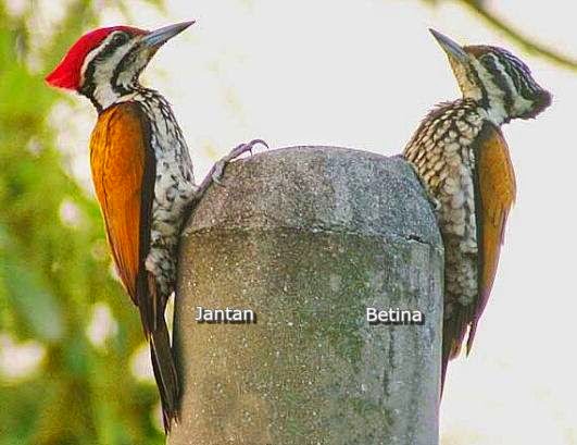 Kumpulan Foto Burung Pelatuk Sampit Terbaik Foto Burung Kicau