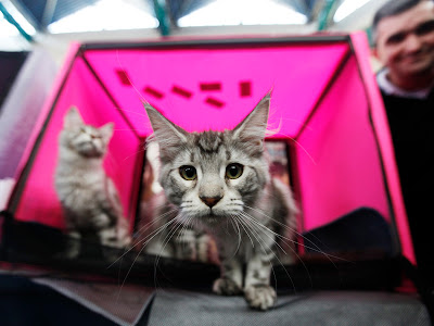 pameran kucing internasional di israel