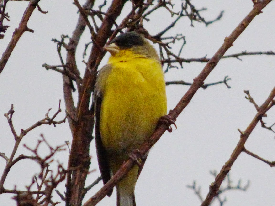 geotripper s california birds the finches of the stormageddon geotripper s california birds the finches of the stormageddon