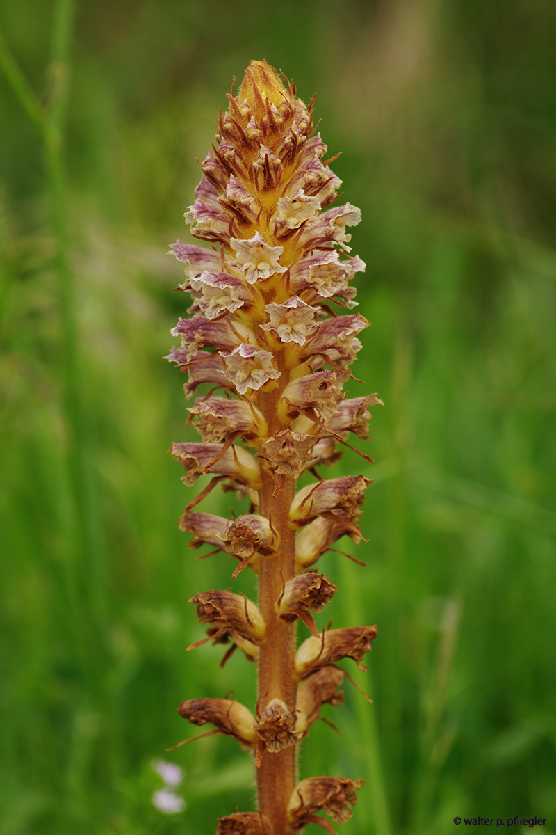 Griesheimer Dune Auch Heute