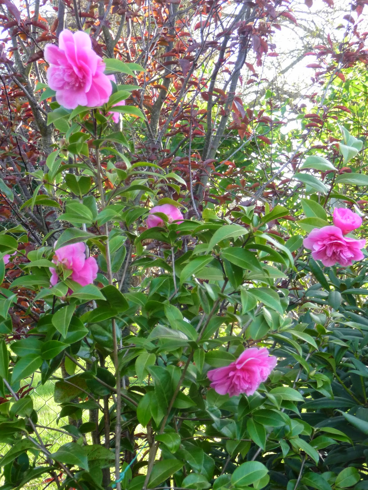Promenade Au Jardin De Lili Dans Le Poitou 2015